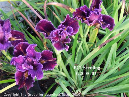 PCI Seedling G2005_02 (2)